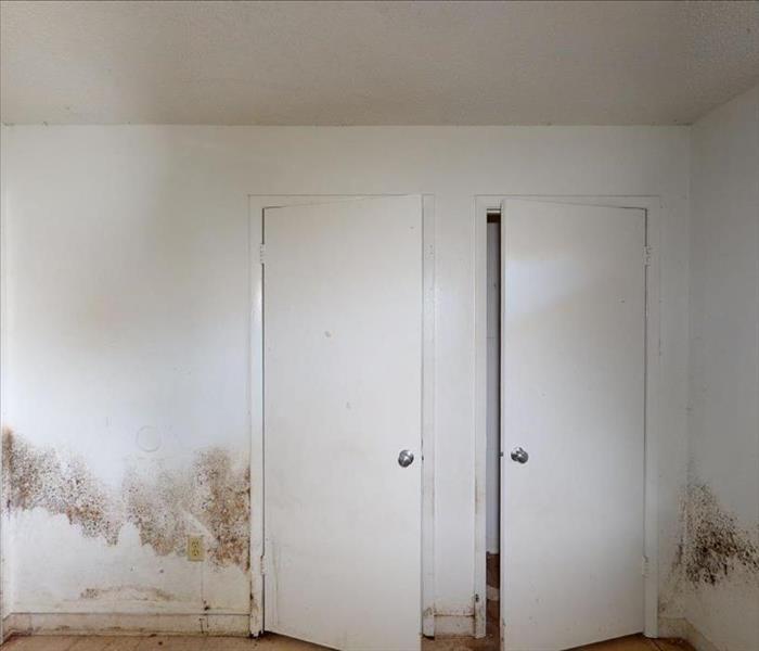Mold growth is shown on a wall 