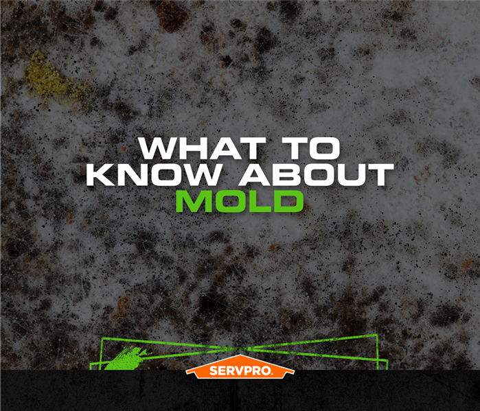 is mold in your home servpro poster