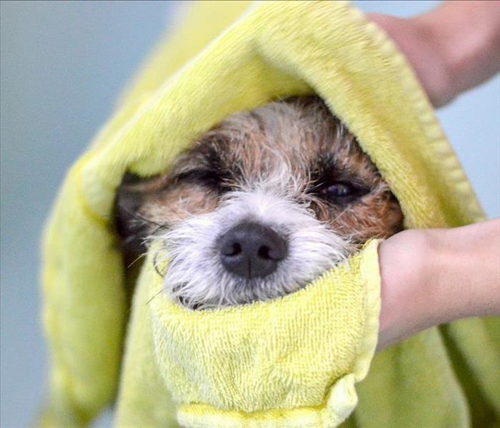 dog being dried with towel